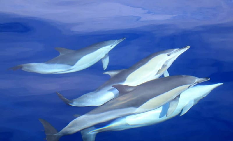São Miguel: Swim with Wild Dolphins in the Open Ocean - The 10-Minute Safety Briefing: Why It Matters More Than You Think