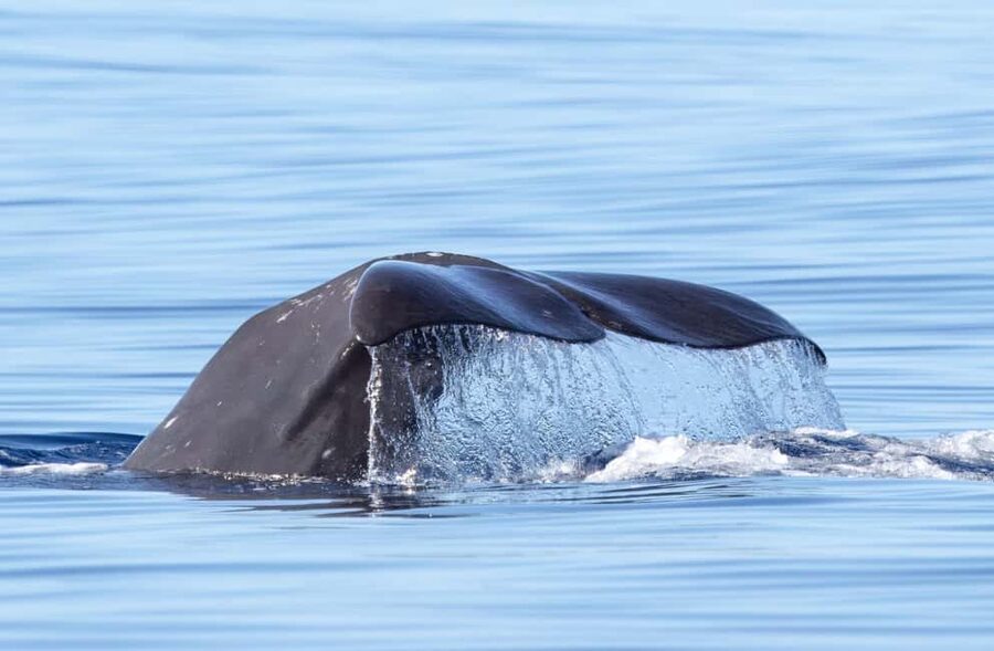 São Miguel: Whale-Watching Cruise with Marine Biologist - Key Points at a Glance: What Makes This Cruise Worth Your Time
