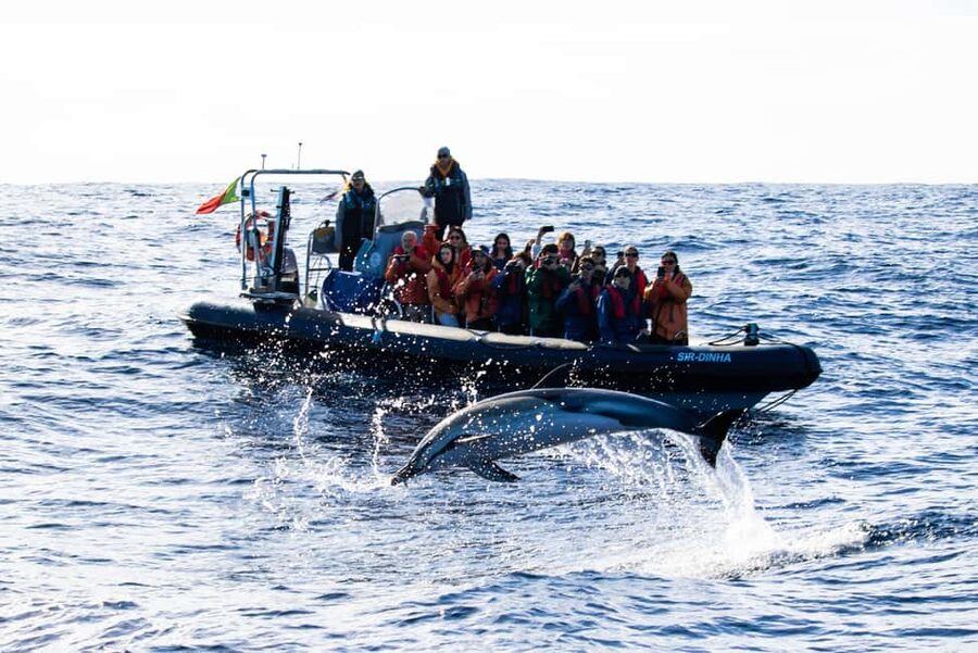 São Miguel: Whale-Watching Cruise with Marine Biologist - Who Should Book This Cruise, and Who Should Rethink It