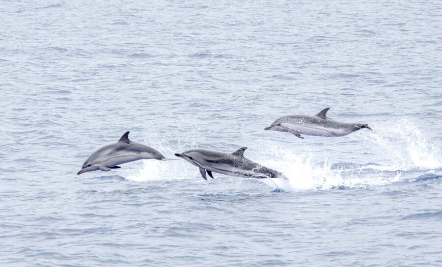 São Miguel: Whale-Watching Cruise with Marine Biologist - How the Crew Finds Whales Without Disturbing Them