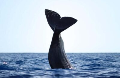 Whale-Watching Cruise with Marine Biologist