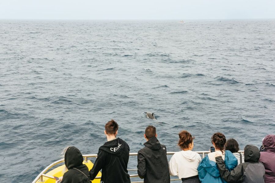 São Miguel: Whale-Watching Cruise with Marine Biologist - On the Water for 2.5 Hours: Catamaran vs Speedboat Reality Check