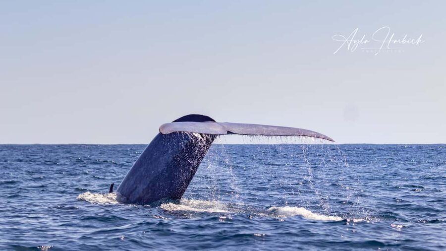 São Miguel: Whale-Watching Cruise with Marine Biologist - What You Might Actually See: Species, Behavior, and That Real Ocean Scale