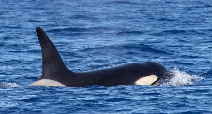 São Miguel: Whale-Watching Cruise with Marine Biologist - Price and Value for a Biologist-Led 3-Hour Trip