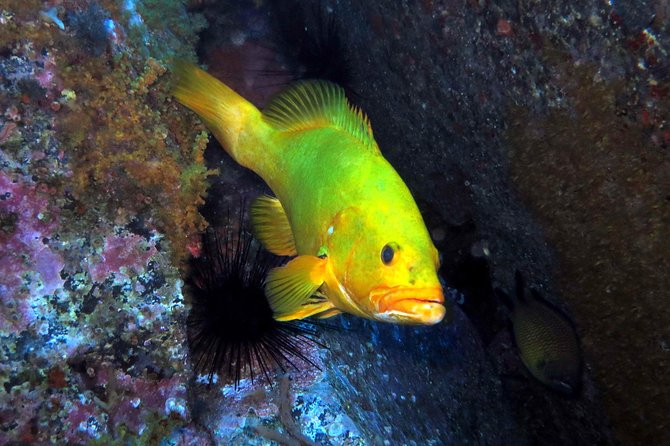 Scuba Diving Experience in Madeira - Key things that make this experience worth your time