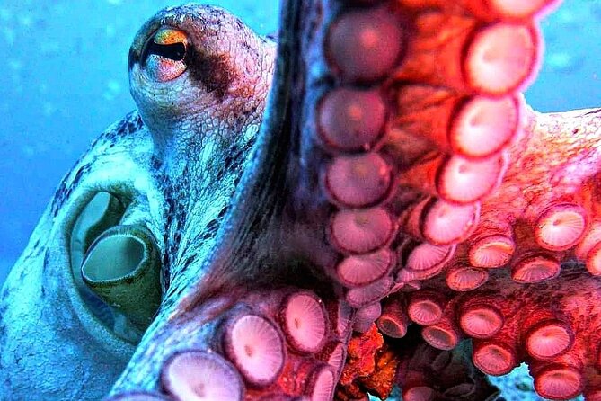 Scuba Diving Experience in Madeira - Equipment included: the big advantage for first-time scuba participants