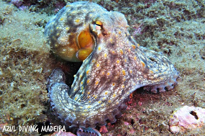 Scuba Diving Experience in Madeira - Instructor style and safety: small group attention makes a difference