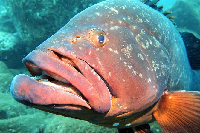 Scuba Diving Experience in Madeira - Price and value: $50.81 is the start, not the full story