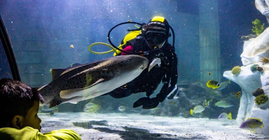 SEA LIFE Porto Full-Day Entrance Ticket - SEA LIFE Porto in Castelo do Queijo: what a full-day ticket really buys