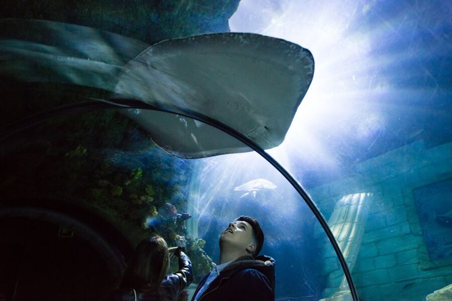 SEA LIFE Porto Full-Day Entrance Ticket - Penguin Island birds and rockpool creatures: the highlights that add variety