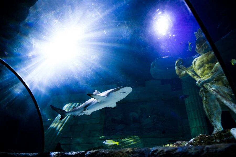 SEA LIFE Porto Full-Day Entrance Ticket - Cafeteria balcony views and planning your pace by the Atlantic