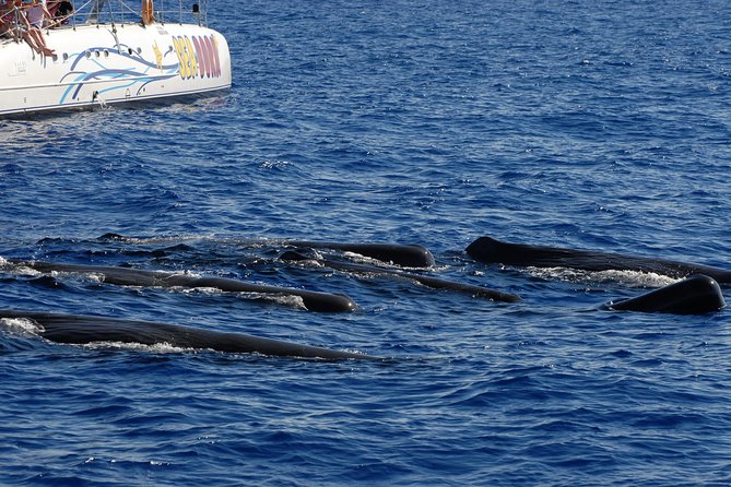 Seaborn Catamaran trips - A realistic look at dolphins, whales, and turtles