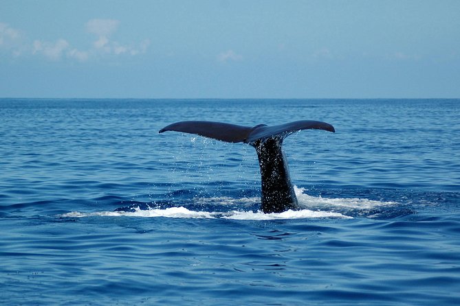 Seaborn Catamaran trips - Price, timing, and booking strategy