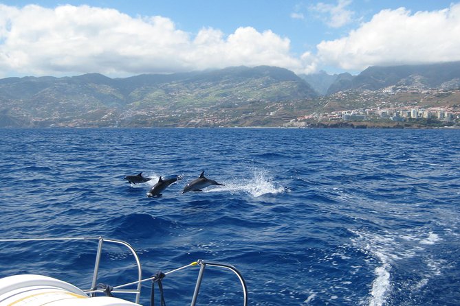 Seaborn Catamaran trips - How the crew finds wildlife without making it stressful