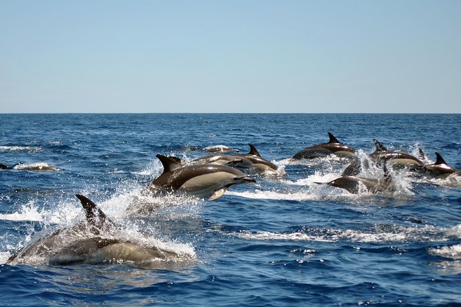 Sealife Sea Safari, Dolphin Watching with Marine Biologist's Lagos - Lagos Marina, Atlantic Reality, and a Very Short Wait