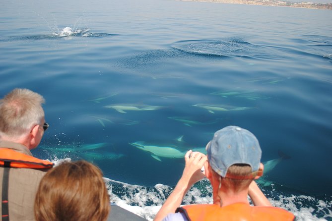 Sealife Sea Safari, Dolphin Watching with Marine Biologist's Lagos - What You Might See in 1.5 Hours (and Why It Still Counts)