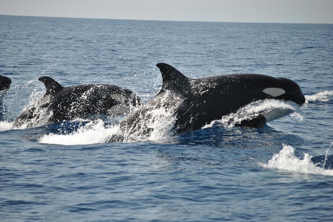 Sealife Sea Safari, Dolphin Watching with Marine Biologist's Lagos - The Best Part: Close Encounters That Still Feel Safe