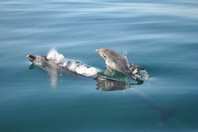 Sealife Sea Safari, Dolphin Watching with Marine Biologist's Lagos - Why Small Groups Make You Feel Looked After