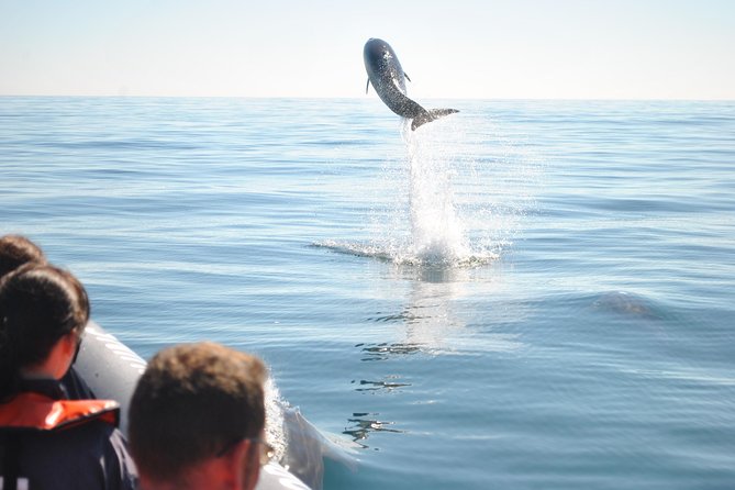 Sealife Sea Safari, Dolphin Watching with Marine Biologist's Lagos - Chasing the Right Day: Weather, Cold Spray, and What to Wear