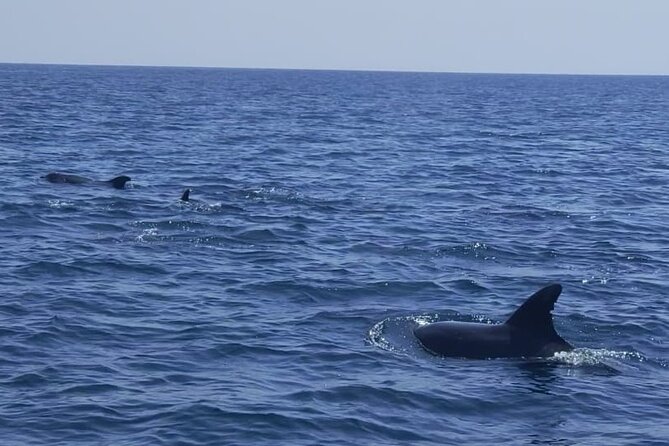 Sesimbra: Arrábida Dolphin and Whale Watching tour with biologist - The biology angle: why you’ll remember what you learned