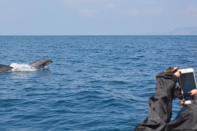 Sesimbra: Arrábida Dolphin and Whale Watching tour with biologist - Swimming and snorkeling at Ribeira do Cavalo Beach