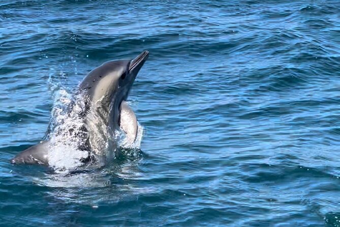 Sesimbra: Arrábida Dolphin and Whale Watching tour with biologist - Caves, cliffs, and pirate-tale storytelling along the coast