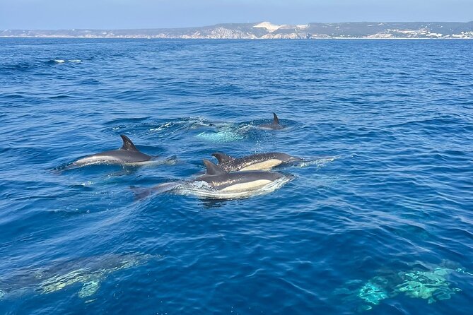 Sesimbra: Arrábida Dolphin and Whale Watching tour with biologist - Price and value: about $66 for a guided wildlife outing