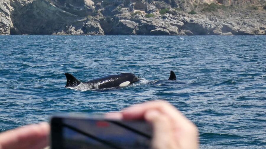 Sesimbra: Arrábida Dolphin and Whale Watching with Biologist - Key things that make this Arrábida wildlife cruise work