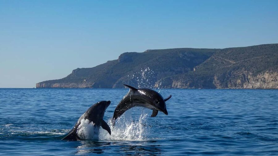 Sesimbra: Arrábida Dolphin and Whale Watching with Biologist - What wildlife chances are realistically built into the route