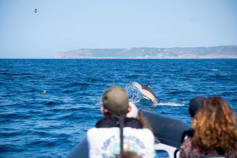 Sesimbra: Arrábida Dolphin and Whale Watching with Biologist - Is the $64 price fair for a 3-hour marine biologist boat tour?