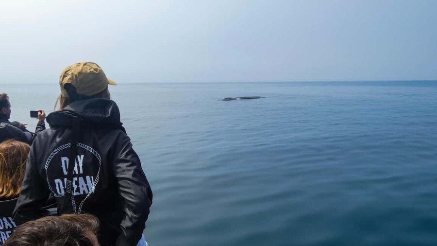 Sesimbra: Arrábida Dolphin and Whale Watching with Biologist - The 30-minute start in Sesimbra: safety and setting your expectations