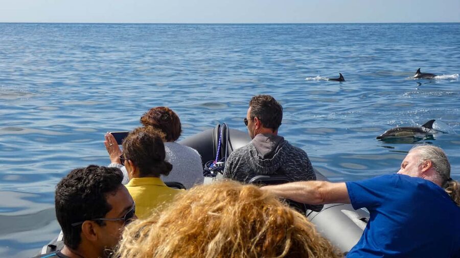 Sesimbra: Arrábida Dolphin and Whale Watching with Biologist - Arrábida Natural Park cruising: how dolphin watching actually feels
