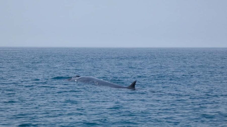 Sesimbra: Arrábida Dolphin and Whale Watching with Biologist - The second cruise stretch and photo-stop rhythm along the coast