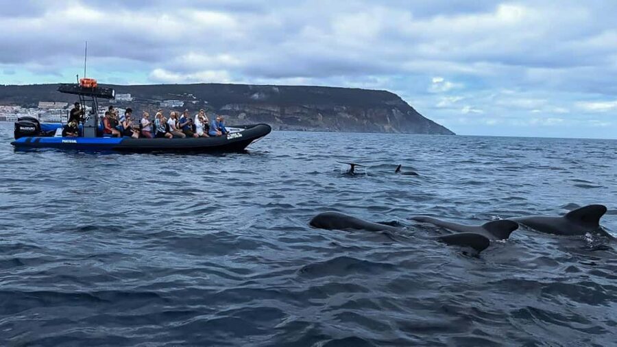 Sesimbra: Arrábida Dolphin and Whale Watching with Biologist - Praia da Mijona: quick look, scenic context, and a reset