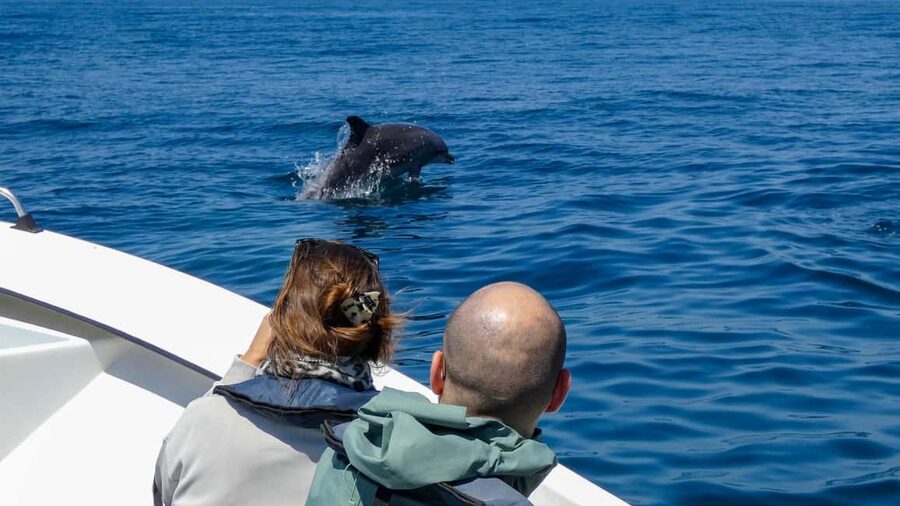Sesimbra: Arrábida Dolphin and Whale Watching with Biologist - Ribeiro do Cavalo Beach: the swim and snorkel stop that changes the day