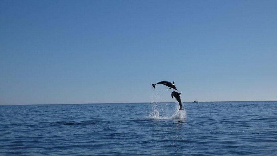 Sesimbra: Arrábida Dolphin and Whale Watching with Biologist - The return to Sesimbra: what you notice after seeing wildlife