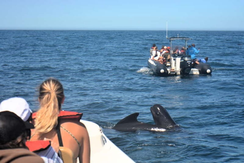 Sesimbra: Dolphin and Whales Watching with Biologist Guide - Why this tour works so well for wildlife lovers