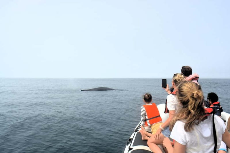 Sesimbra: Dolphin and Whales Watching with Biologist Guide - Off the wildlife, the secret bay snorkel and swim stop you will actually remember
