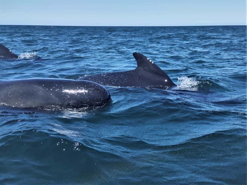 Sesimbra: Dolphin and Whales Watching with Biologist Guide - Sesimbra coastline views, coves, and local flavor on the way back