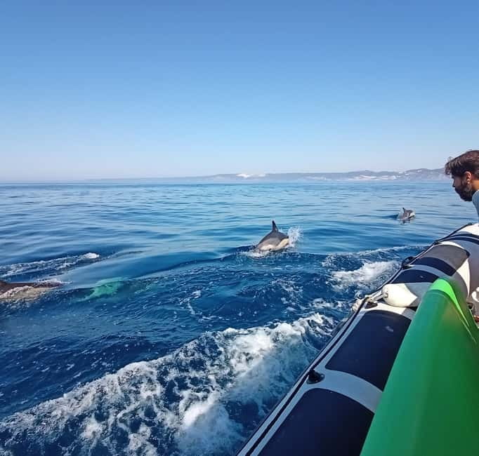 Sesimbra: Dolphin and Whales Watching with Biologist Guide - What the 3 hours include, and what it does not