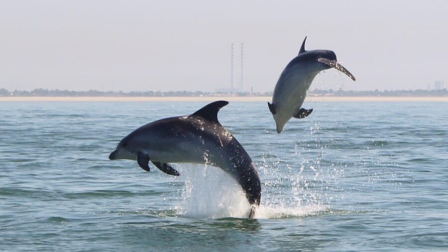 Setúbal and Tróia: Dolphin Watching and Arrábida Bays - Dolphin watching in the Sado: how you get a good look without rushing the moment