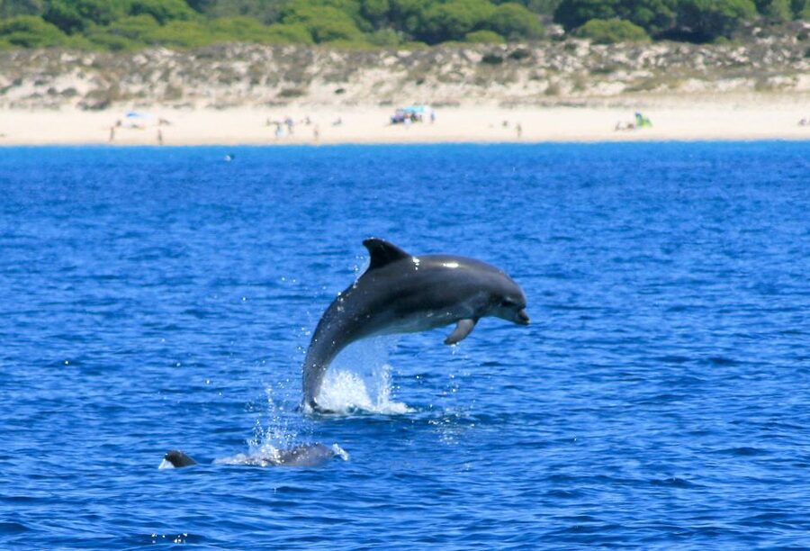 Setúbal: Dolphin Watching Boat Tour - Price and Value: Is $53 a Fair Deal?