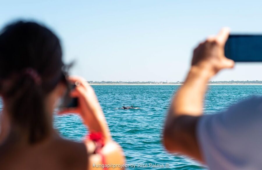 Setúbal: Dolphin Watching Boat Tour - The Speedboat Ride: Comfortable, Built for Watching