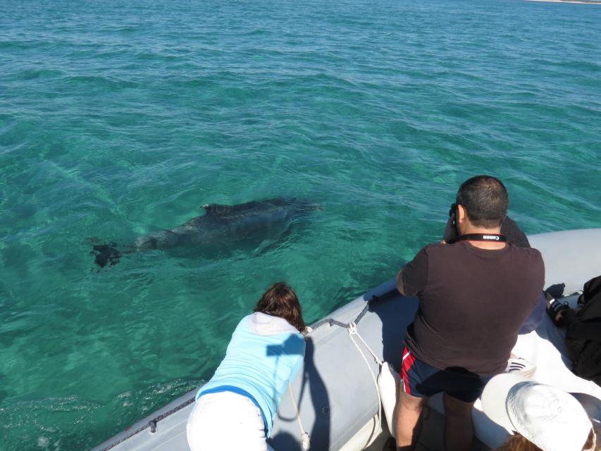 Setúbal: Dolphin Watching Boat Tour - What Happens During the Dolphin Hunt on Setúbal Bay