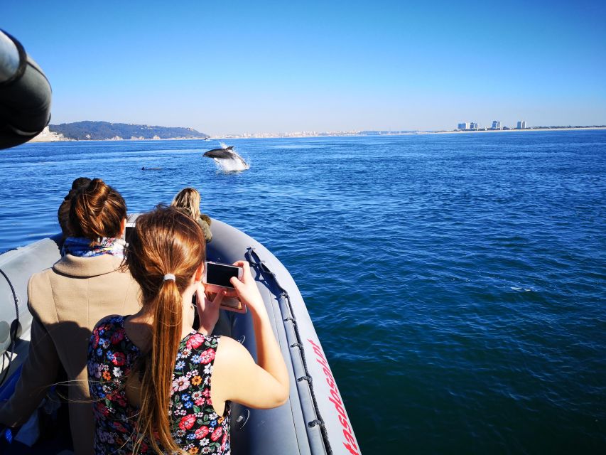 Setúbal: Dolphin Watching Boat Tour - When You Might Get a Swim Moment From the Boat