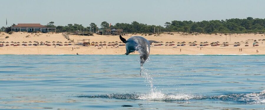 Setúbal: Dolphin Watching Boat Tour - Time on the Water: 2 Hours That Don’t Drag
