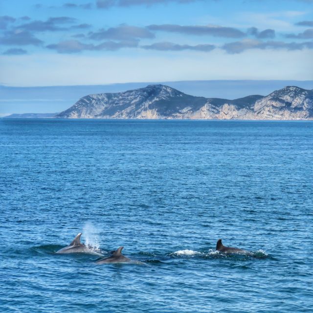Setúbal: Dolphin Watching Tour - Key Takeaways Before You Go