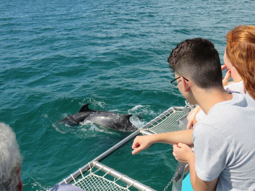 Setúbal: Dolphin Watching Tour - Moscatel Welcome Drink to Dolphin Spotting in Setúbal