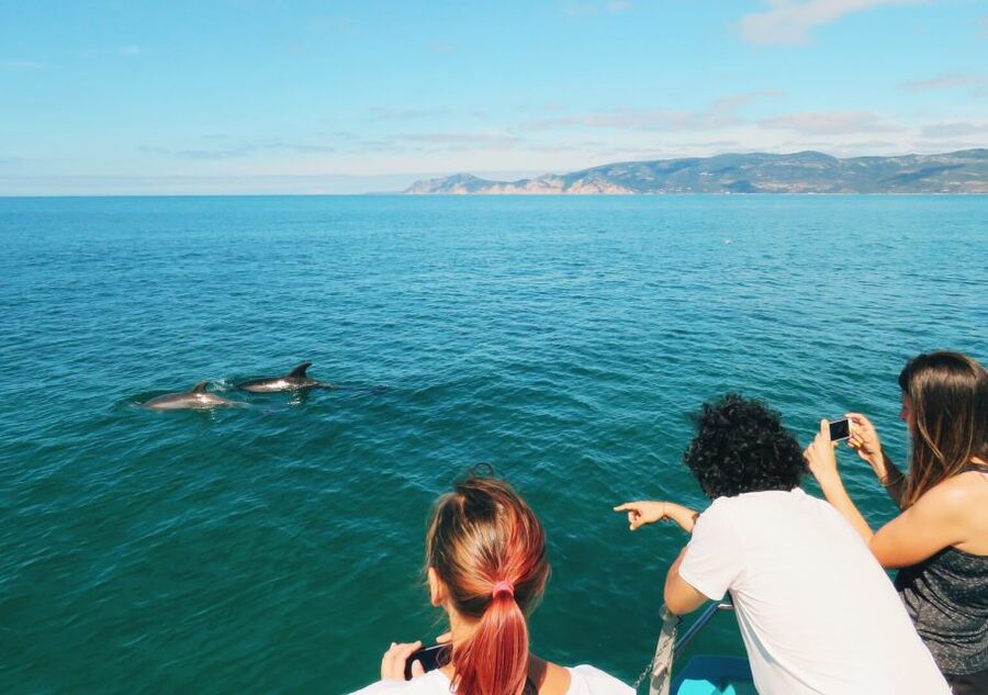 Setúbal: Dolphin Watching Tour - Dolphin Watching Time: What Your 2 Hours Actually Includes