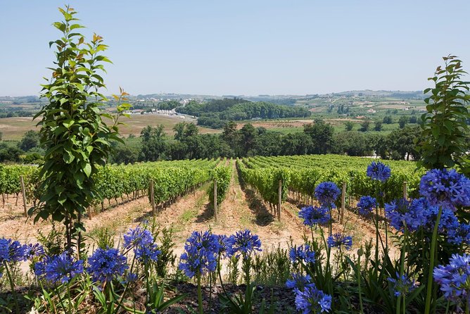 Setúbal Wine Tour with Visit and Tasting at 2 Wineries - Who should book this Setúbal wine tour, and who should skip it